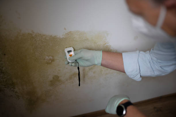 Mold Removal and Inspection in Saranac, MI