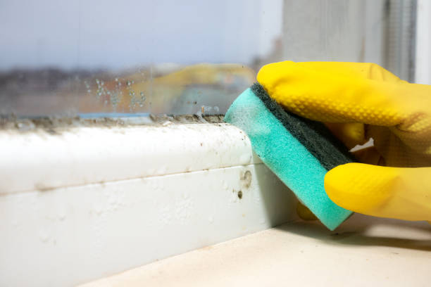 Trusted Saranac, MI Mold Removal Experts